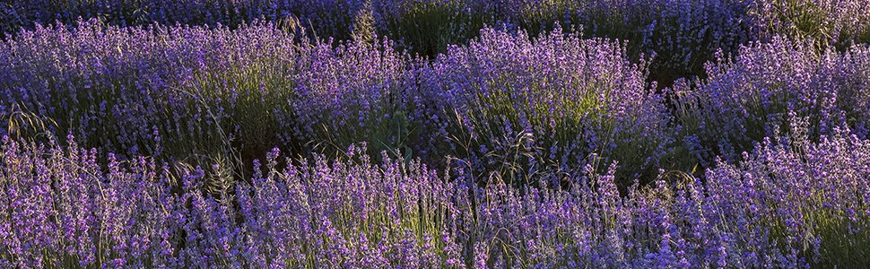 Rows of blooming lavender plants in a field under soft sunlight, showing dense purple flowers and green stems.