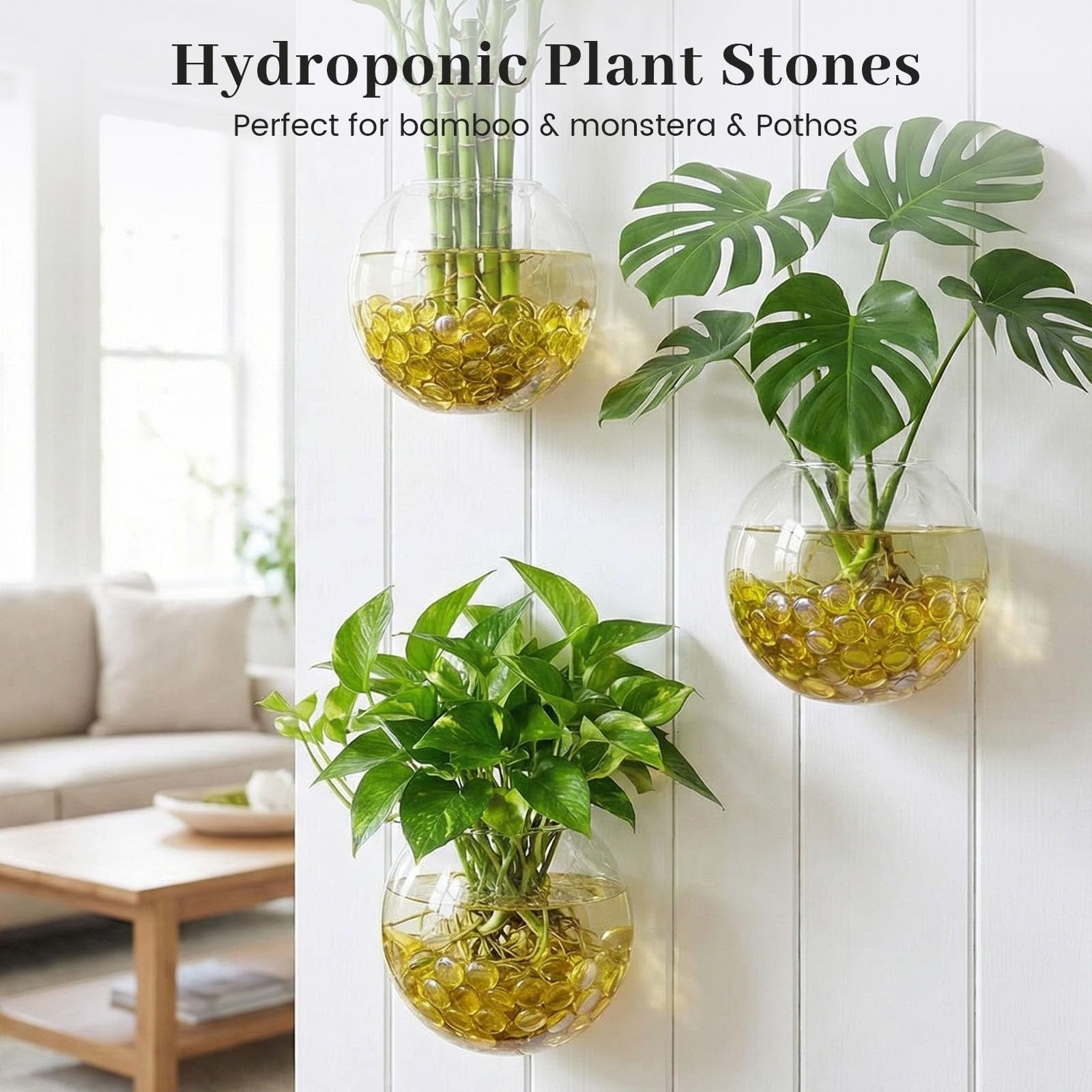 Three glass vases with yellow plant stones and green plants mounted on a white wall, with a sofa and table in the background.