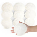 Hand holding a natural white scallop shell with a group of similar shells in the background on a white surface.