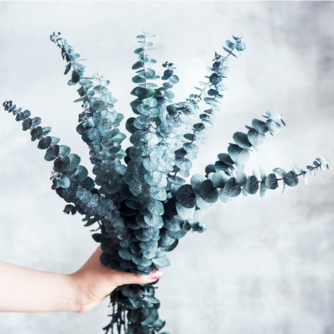 Hand holding a bundle of 10 dried eucalyptus stems with round leaves, against a textured gray background.