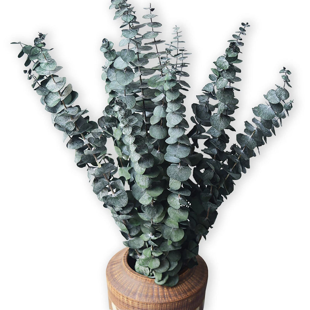 Bundle of 10 dried eucalyptus stems with round leaves in a wooden vase, presented against a white background.