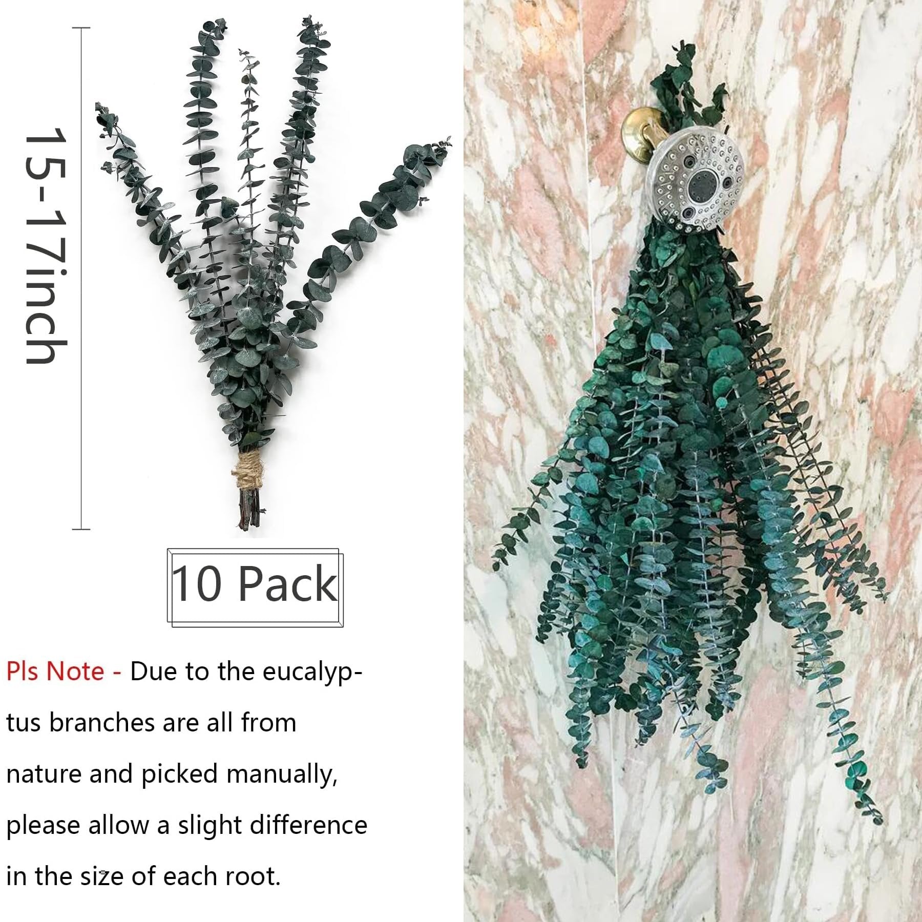 Bundle of 10 dried eucalyptus stems, 15-17 inches long, shown on white background and hanging on a marble wall with a shower head.