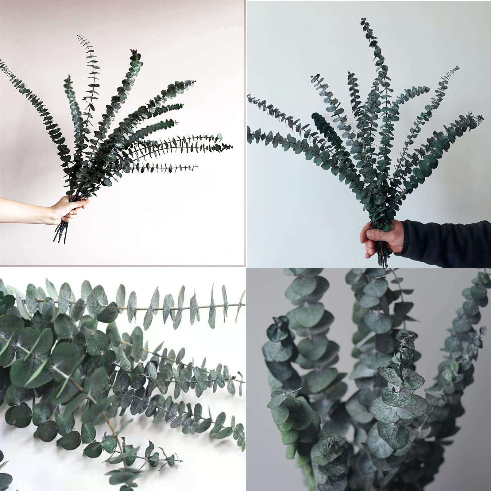 Bundle of dried eucalyptus stems held by hand, close-up views of leaves and stems.