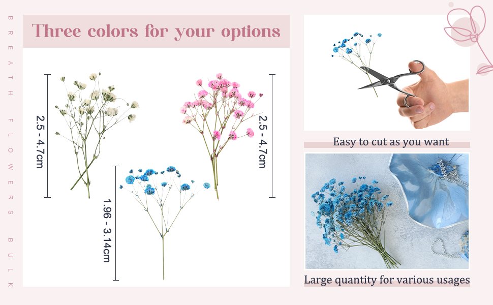 Three sprigs of dried baby's breath flowers in white, pink, and blue, with size dimensions indicated.