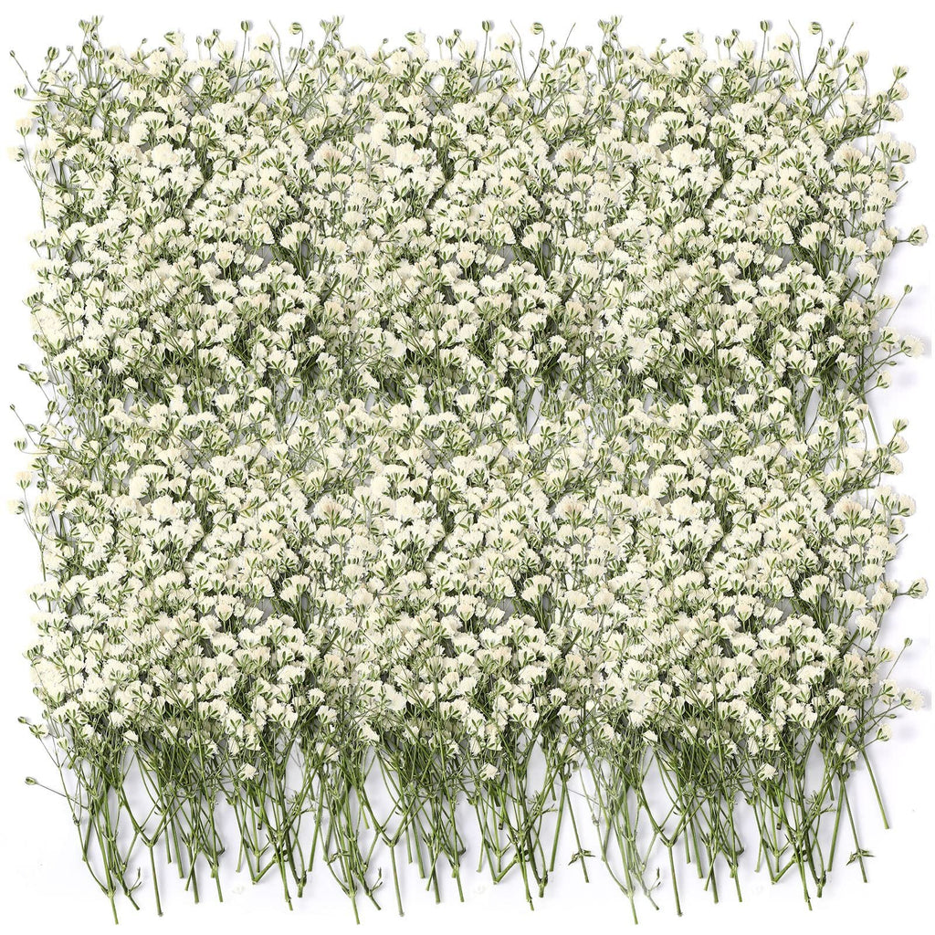 Ivory white dried baby's breath flowers arranged in a dense pattern on a white background.