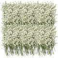 Ivory white dried baby's breath flowers arranged in a dense pattern on a white background.