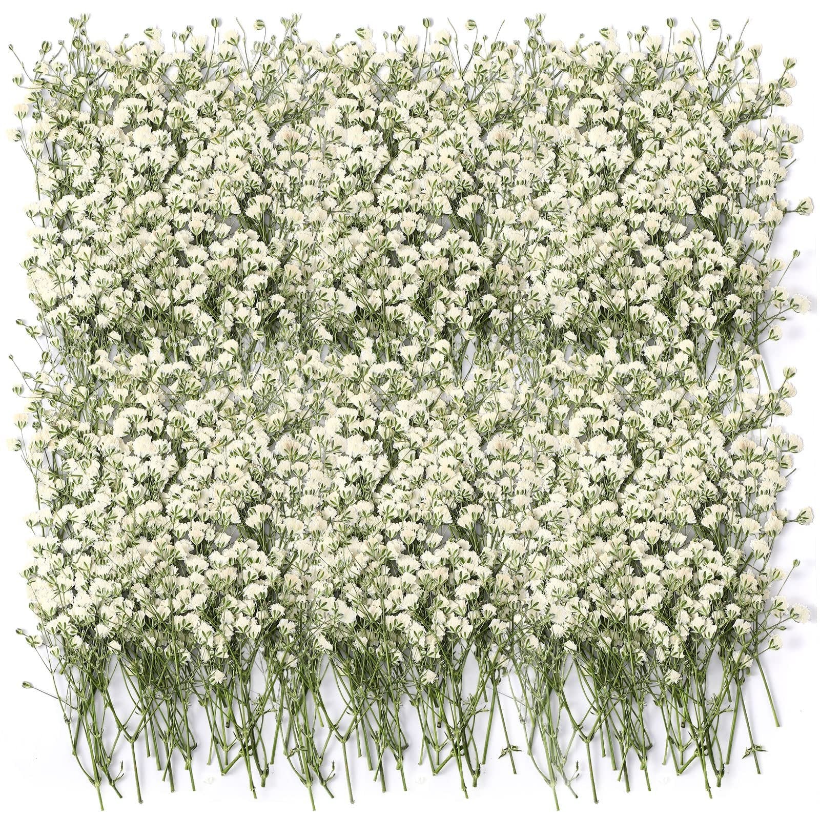 Ivory white dried baby's breath flowers arranged in a dense pattern on a white background.