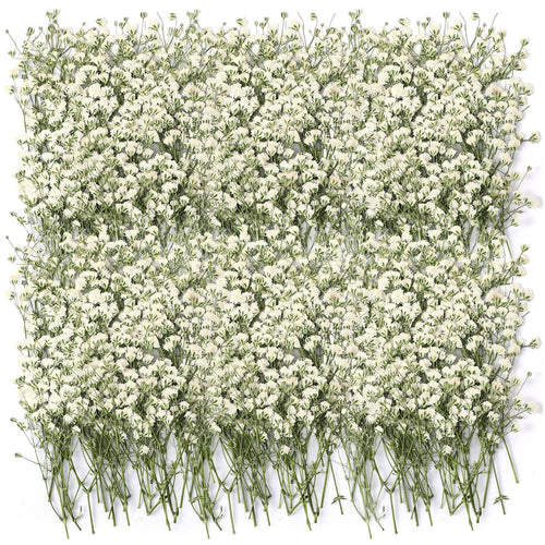 Ivory white dried baby's breath flowers arranged in a dense pattern on a white background.