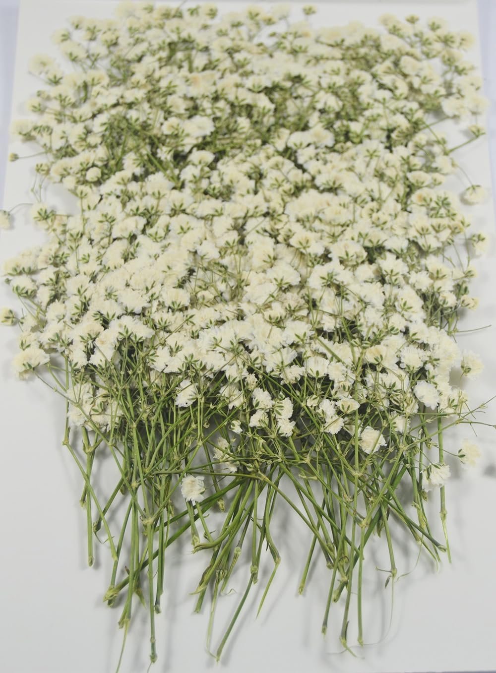A pile of small white dried baby's breath flowers with green stems on a white background.