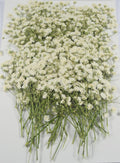 A pile of small white dried baby's breath flowers with green stems on a white background.