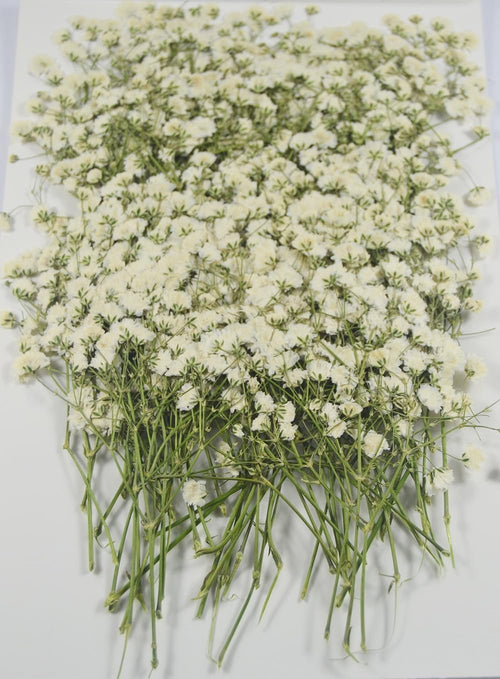 A pile of small white dried baby's breath flowers with green stems on a white background.