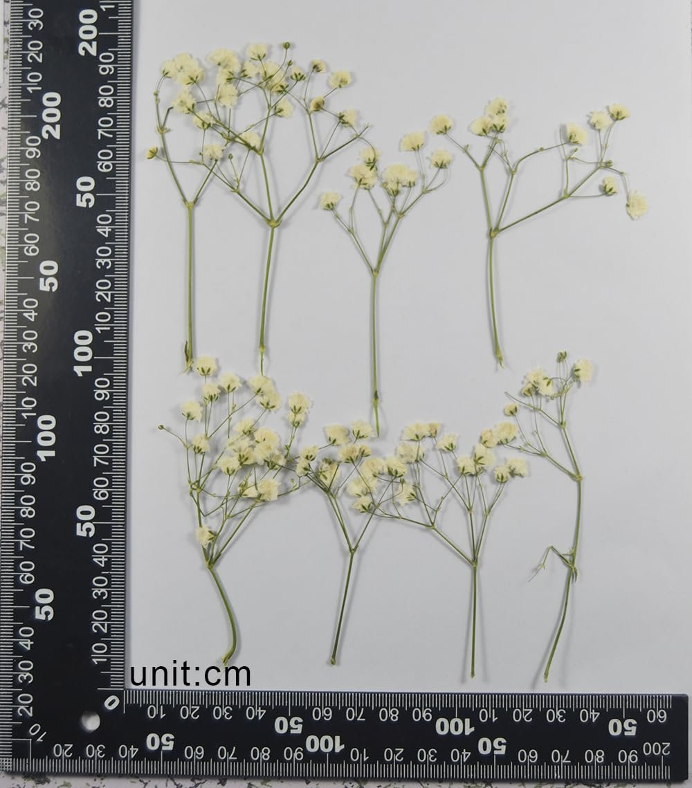 Six dried white baby's breath flower stems arranged on a white background with a ruler for scale.