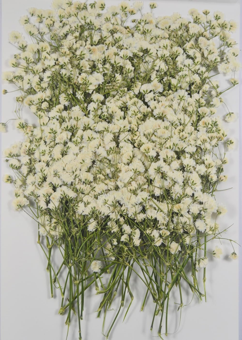 A dense cluster of dried white baby's breath flowers with green stems against a white background.