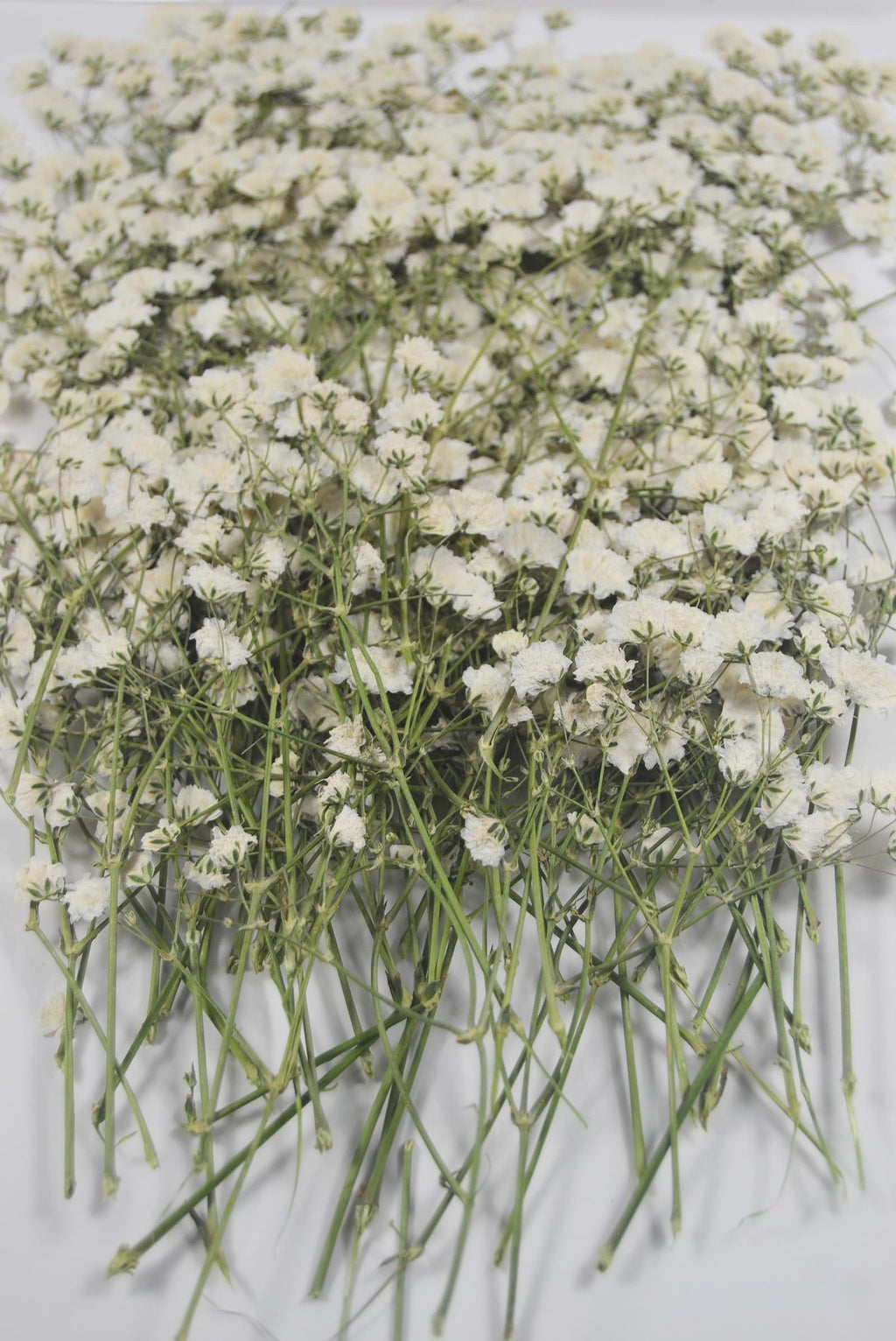 A pile of dried white baby's breath flowers with green stems on a white background.