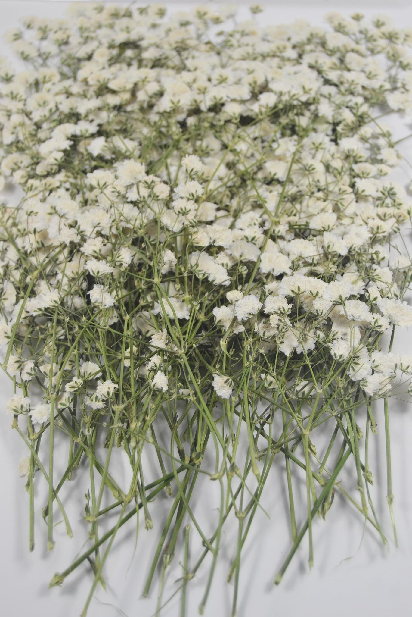 A pile of dried white baby's breath flowers with green stems on a white background.