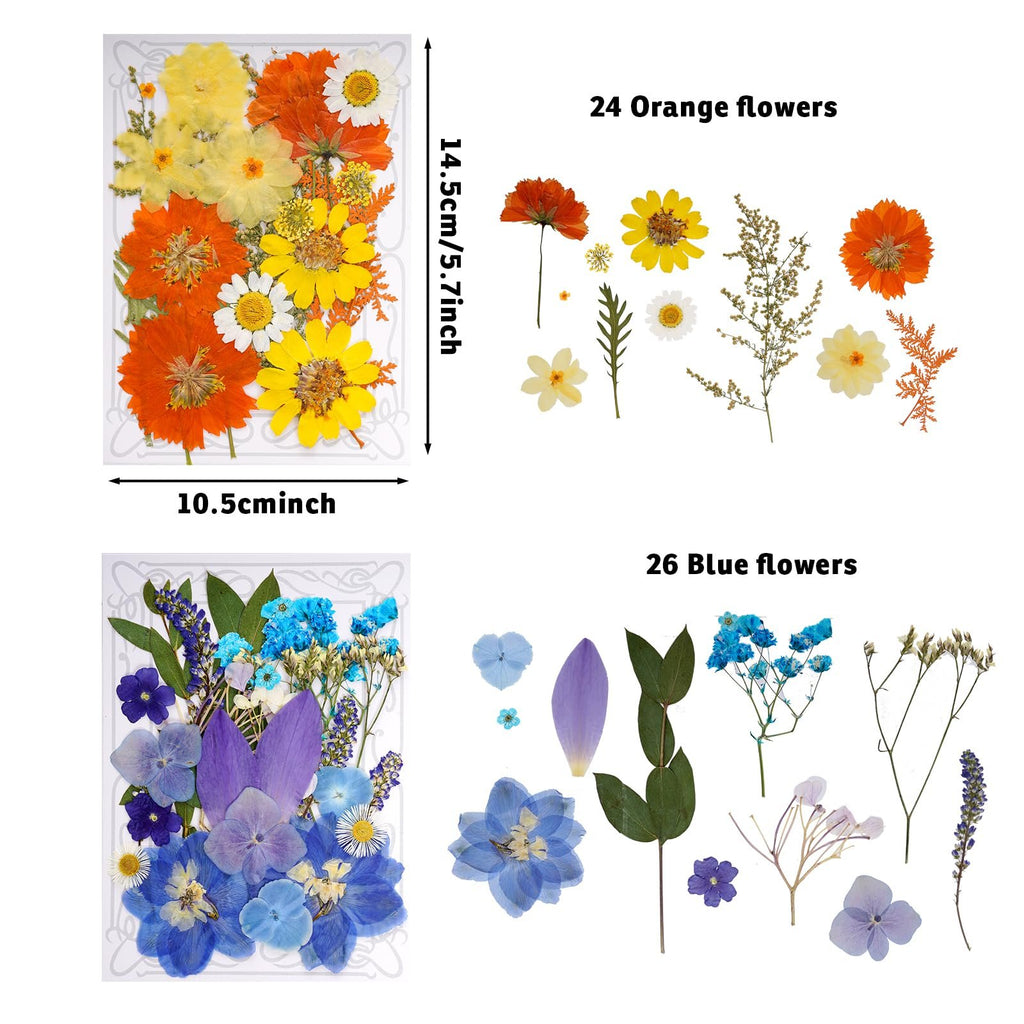 Assortment of dried pressed flowers and green leaves in orange and blue hues, with dimensions indicated.