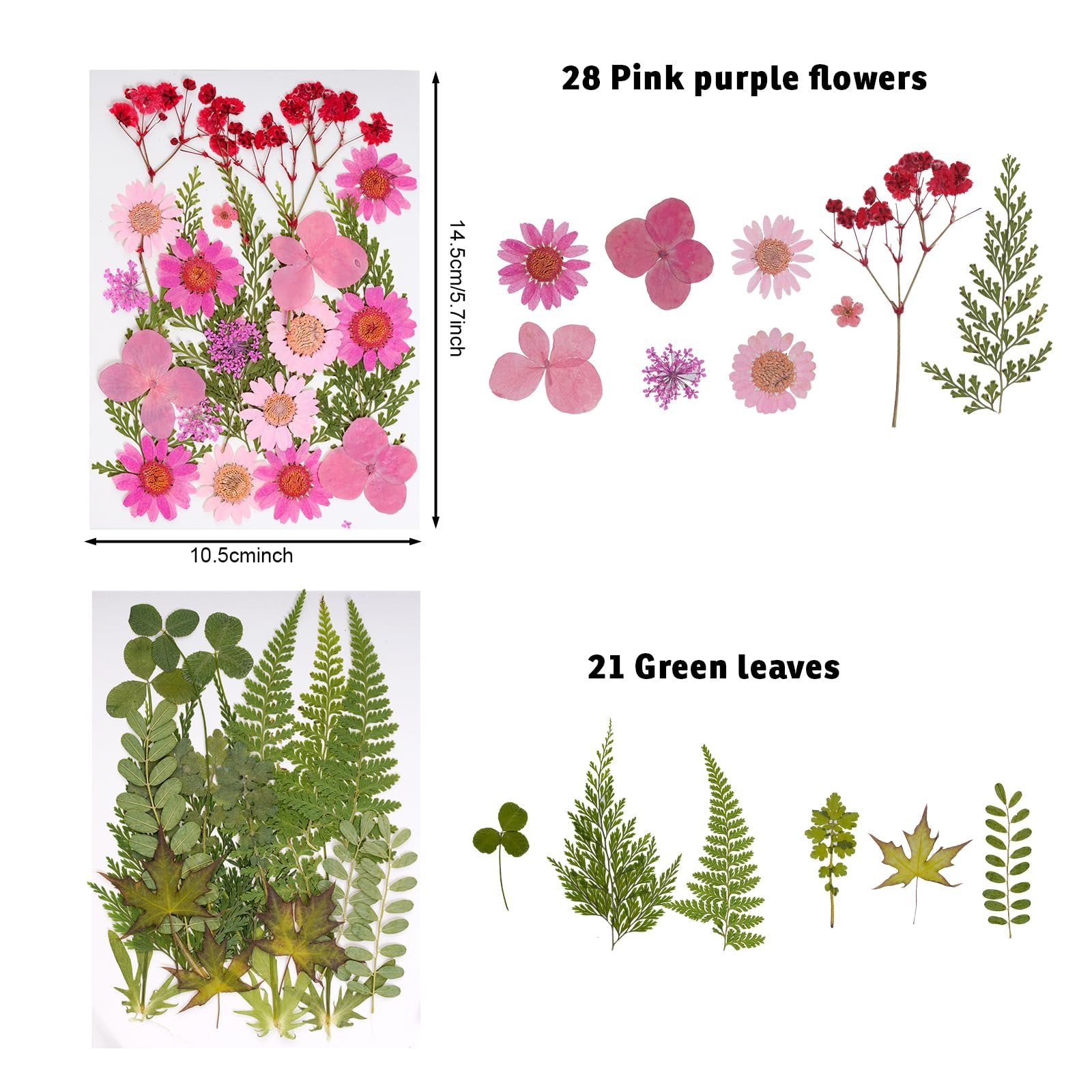Assortment of dried pressed pink flowers and green leaves with dimensions shown