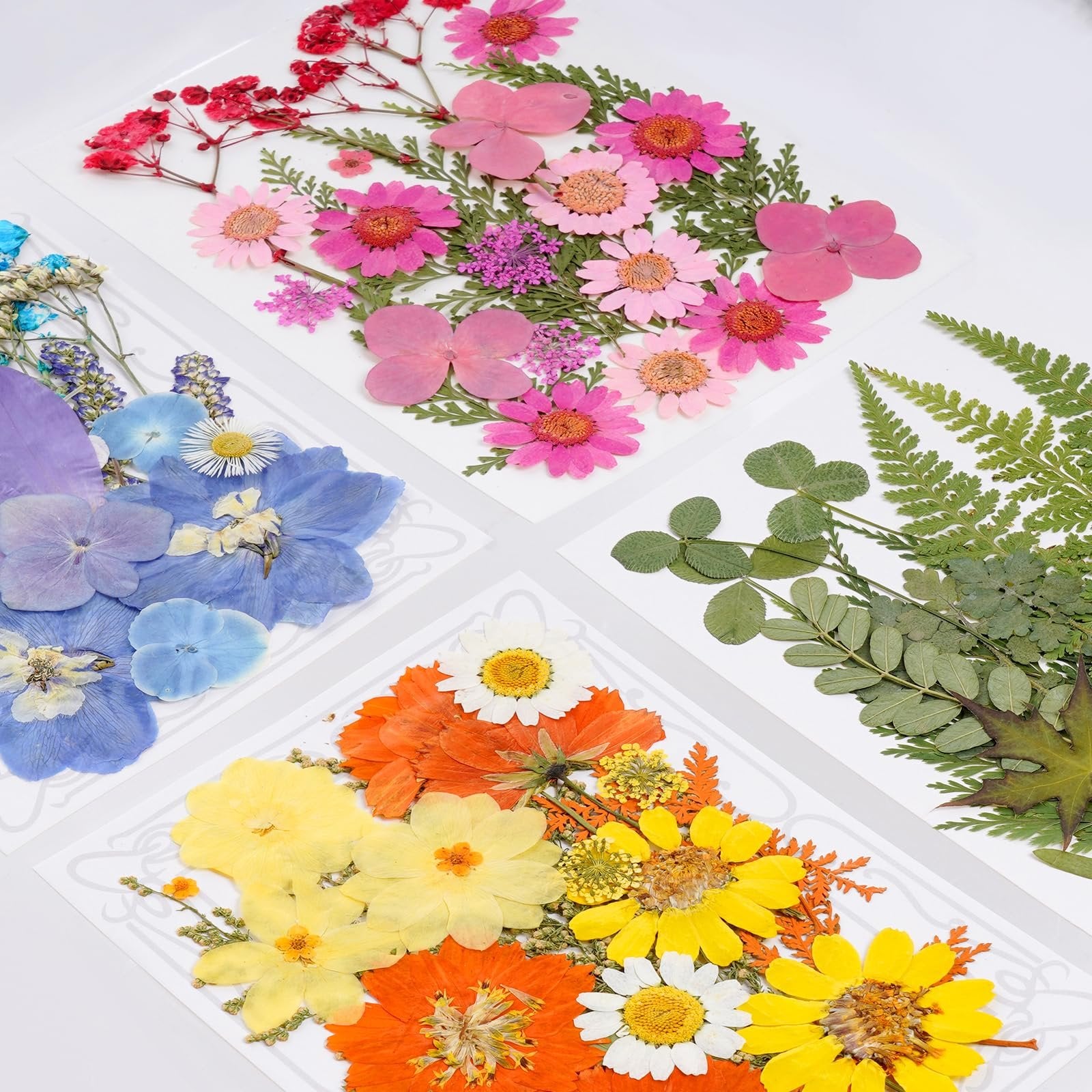 Assortment of colorful dried pressed flowers and green leaves arranged on white backing cards, top-down view.