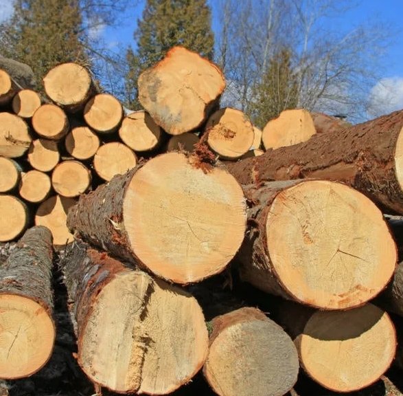 Pile of freshly cut logs with visible wood grain and bark, against a backdrop of trees and blue sky.