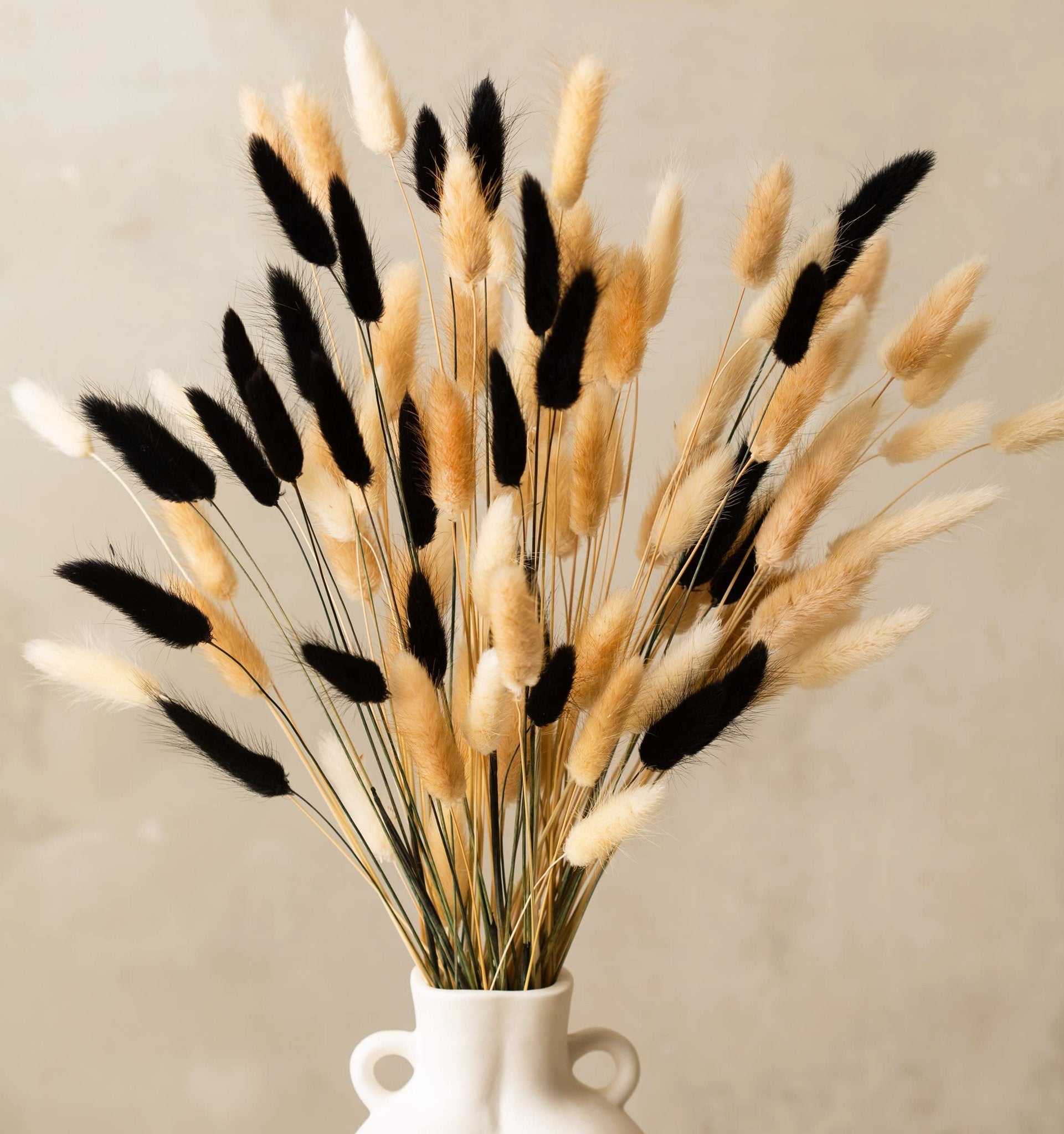 Bouquet of dried bunny tail grass in black, natural brown, and cream colors in a white vase.