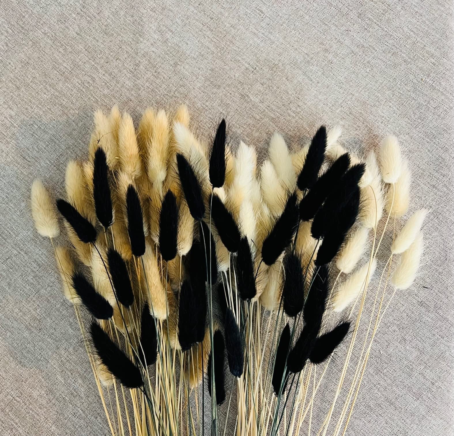 Bunny tails dried flowers in black, white, and natural brown arranged on a textured gray background.