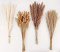 Four bunches of dried pampas grass and bunny tail grass in white, tan, mauve, and beige on a white background.