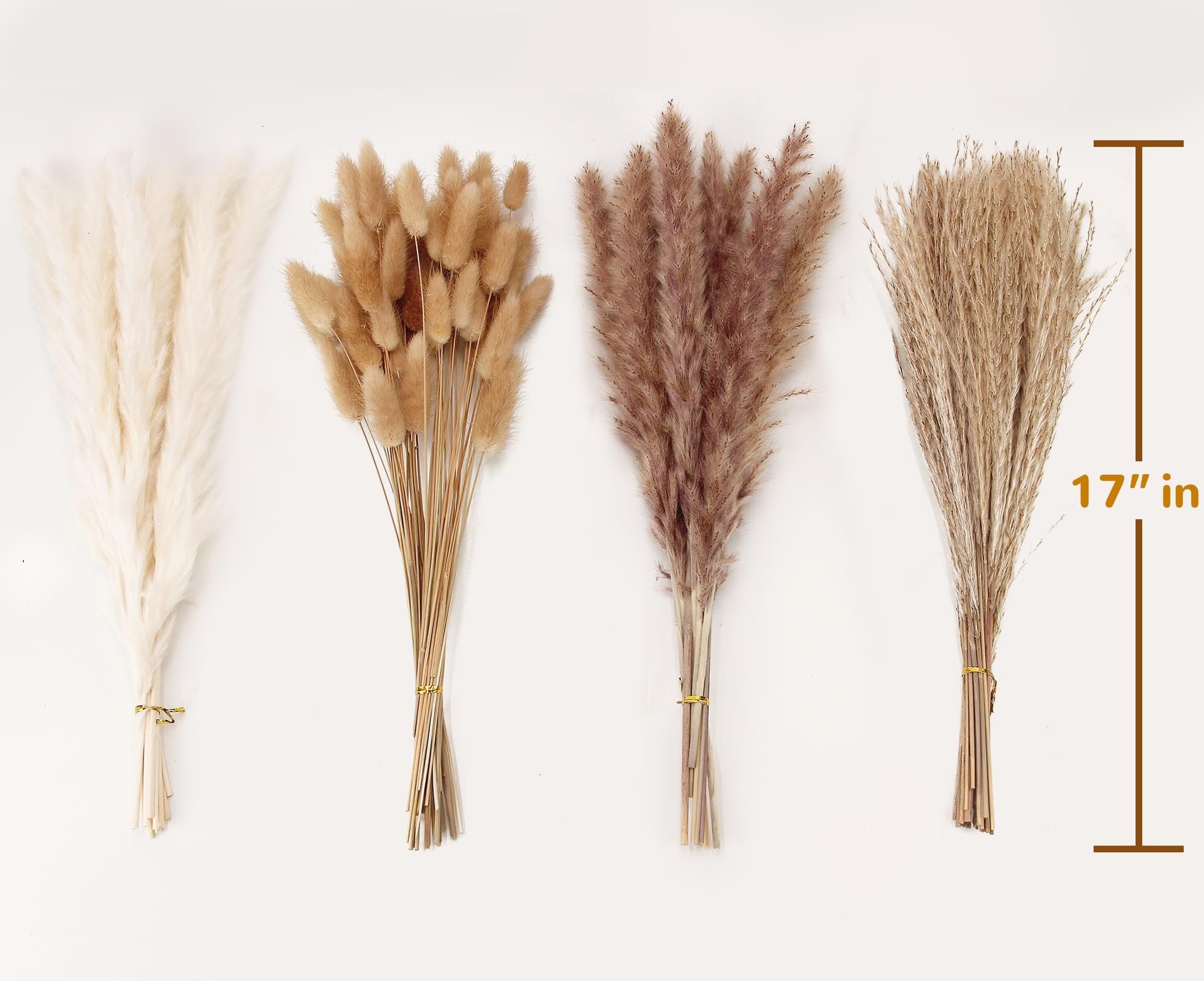 Four bunches of dried pampas grass in white, tan, brown, and beige, with a 17-inch measurement graphic.