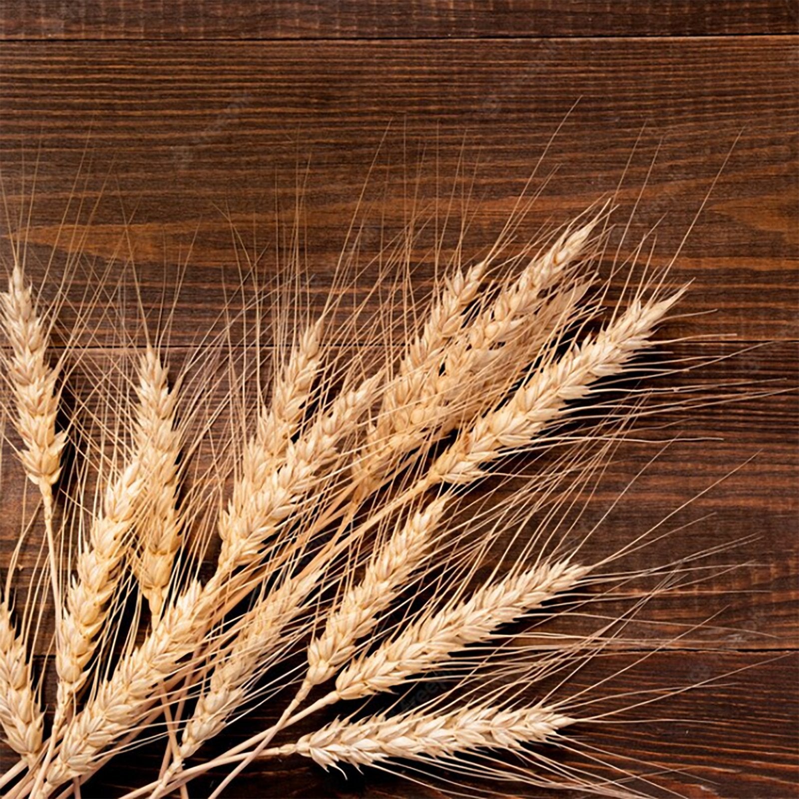 Bundle of dried wheat stalks arranged on a dark wooden background, top-down view.