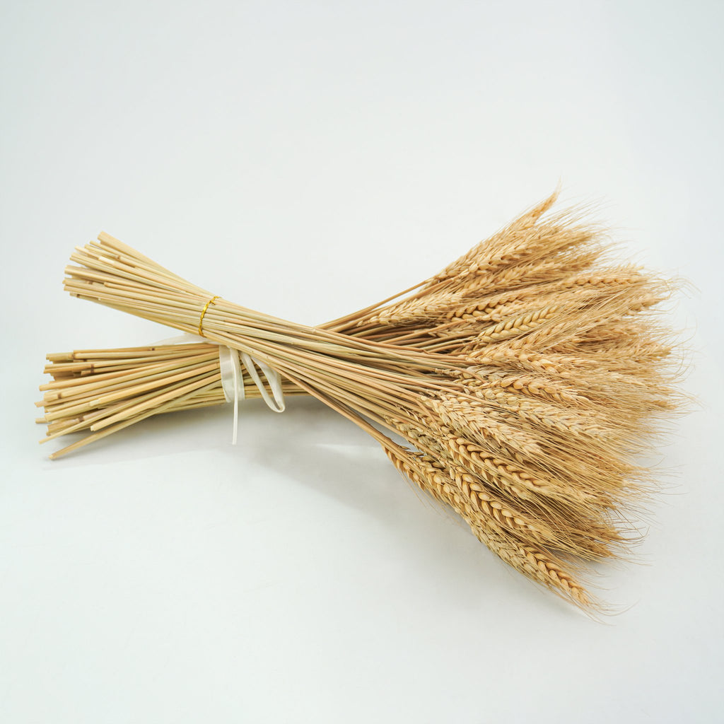 Two bundles of dried wheat stalks tied with white ribbon and gold string, displayed on a white background.