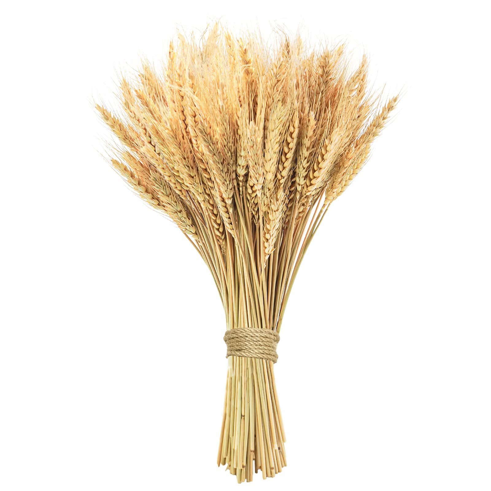 Bunch of 100 dried wheat stalks tied with twine, isolated on white background.