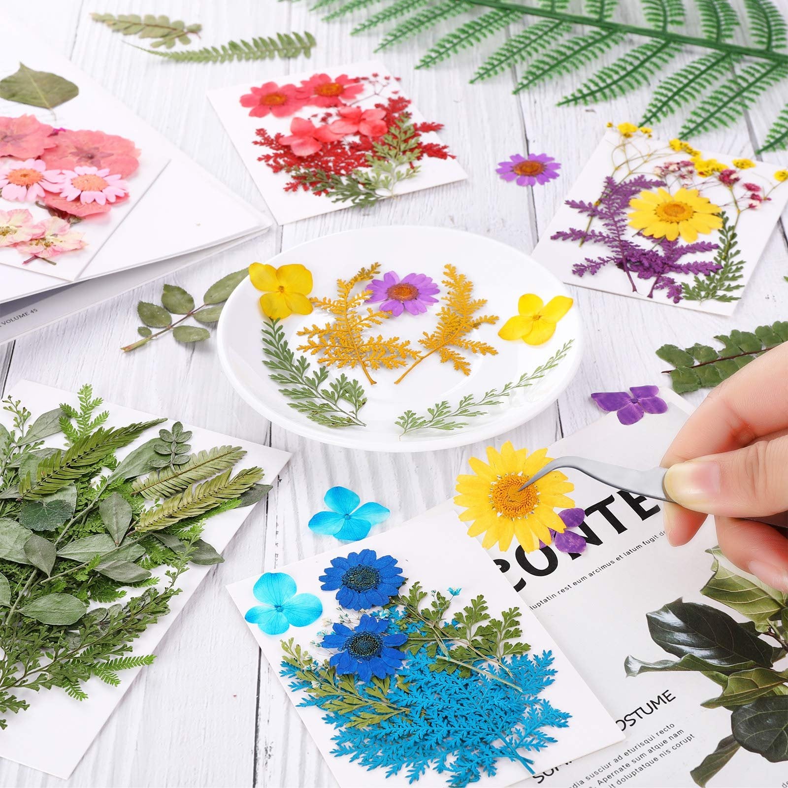Assortment of dried pressed flowers and leaves arranged on white cards and a white plate, with tweezers holding a yellow flower.