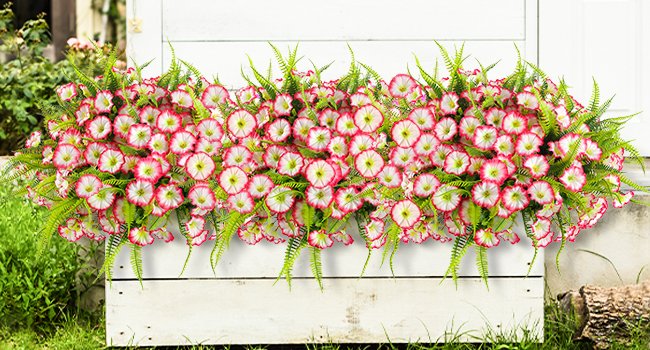 Artificial petunia and fern flowers in a white planter box outdoors