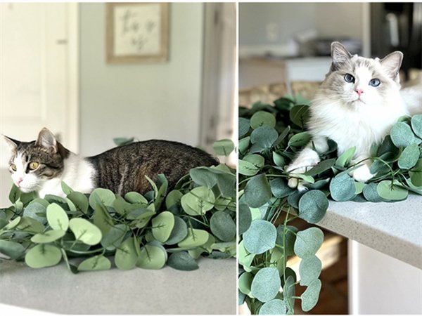 Two cats nestled in artificial eucalyptus garland on a countertop.