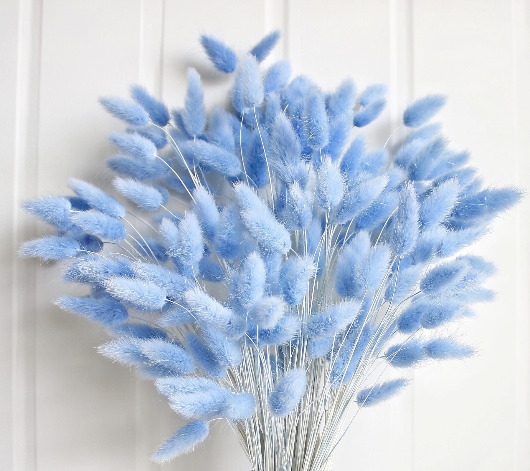 Bouquet of 120 light blue dried bunny tail grass stems against a white textured background.
