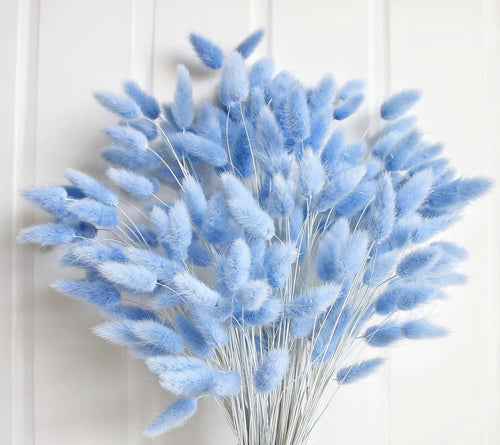 Bouquet of 120 light blue dried bunny tail grass stems against a white textured background.