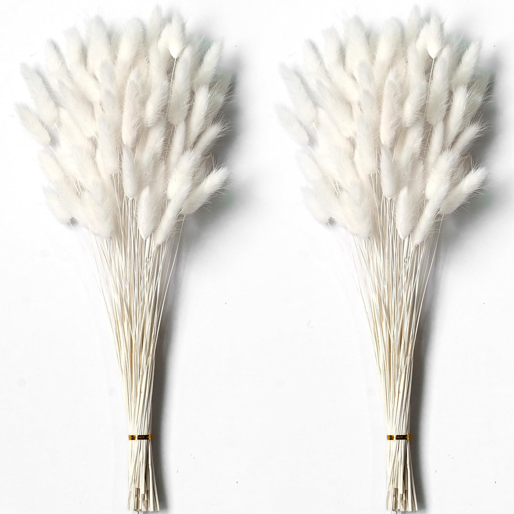 Two bunches of dried white bunny tail grass stems on a white background, tied with gold bands.