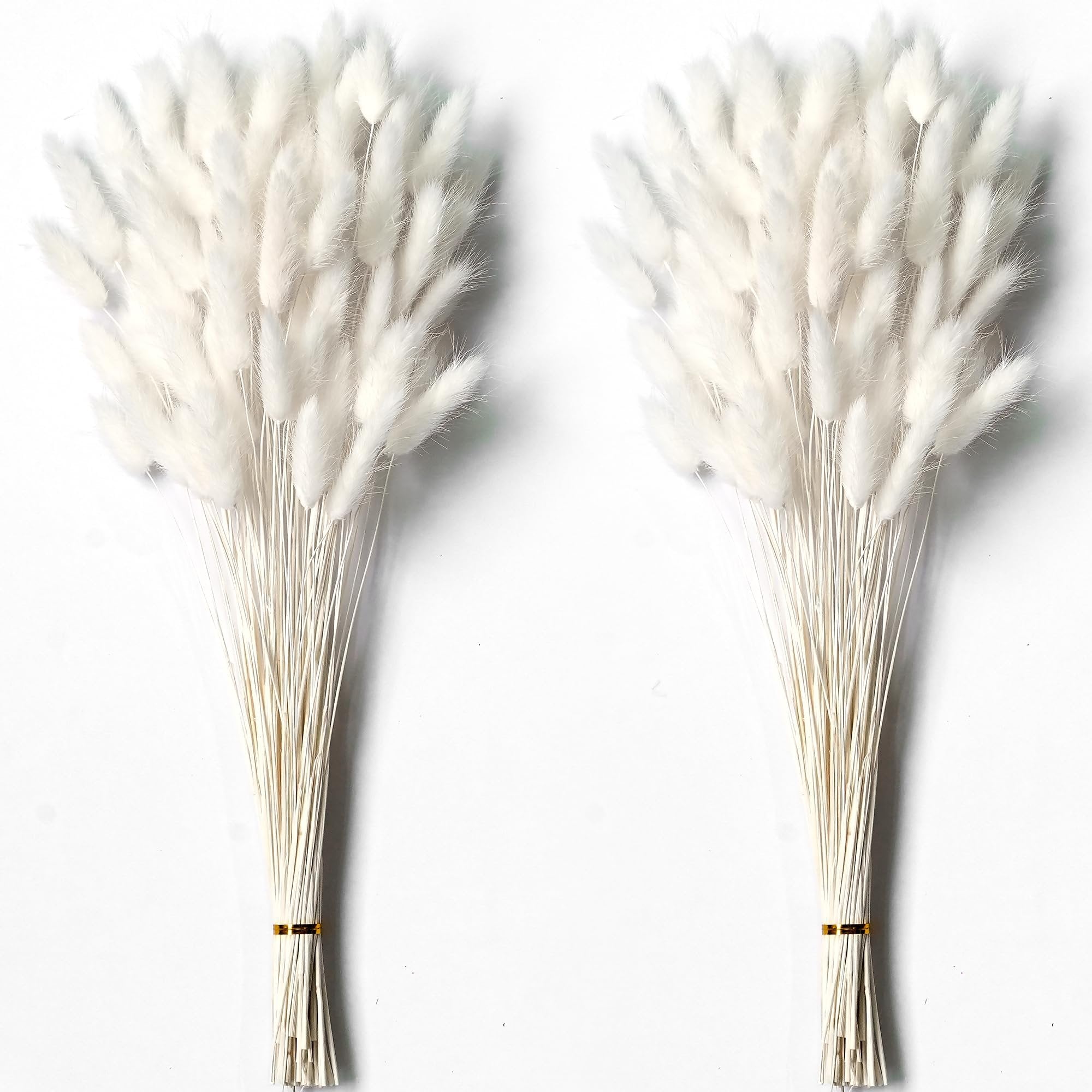 Two bunches of dried white bunny tail grass stems on a white background, tied with gold bands.