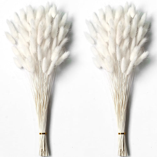 Two bunches of dried white bunny tail grass stems on a white background, tied with gold bands.