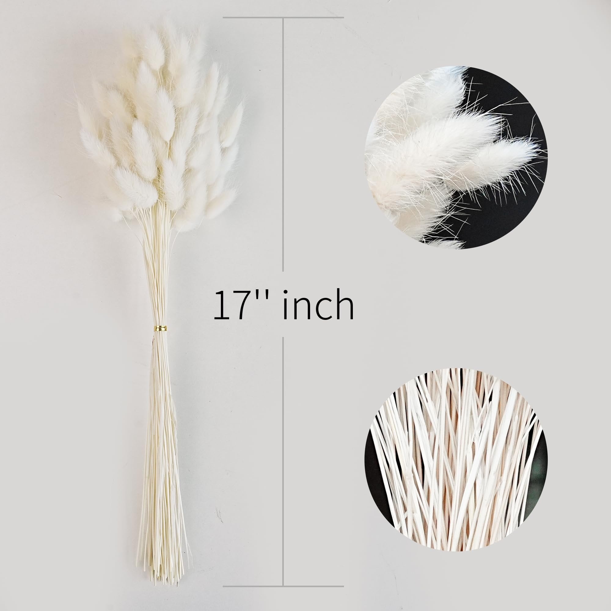 Bunch of white dried bunny tail grass stems, 17 inches long, with close-up insets of the fluffy tops and the thin stems.