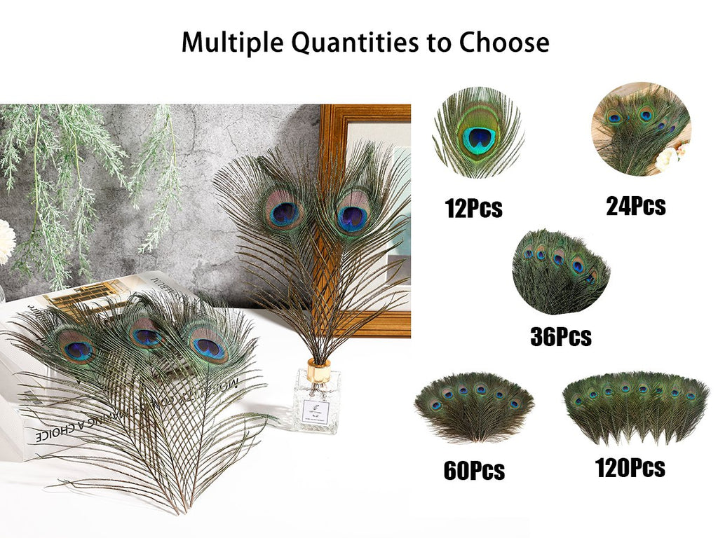 Natural peacock eye feathers displayed in various quantities for craft projects, with text indicating quantity options.