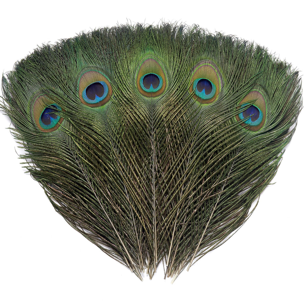 Five natural peacock eye feathers fanned out against a white background, showcasing iridescent green and blue eye spots.