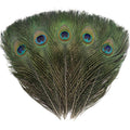 Five natural peacock eye feathers fanned out against a white background, showcasing iridescent green and blue eye spots.