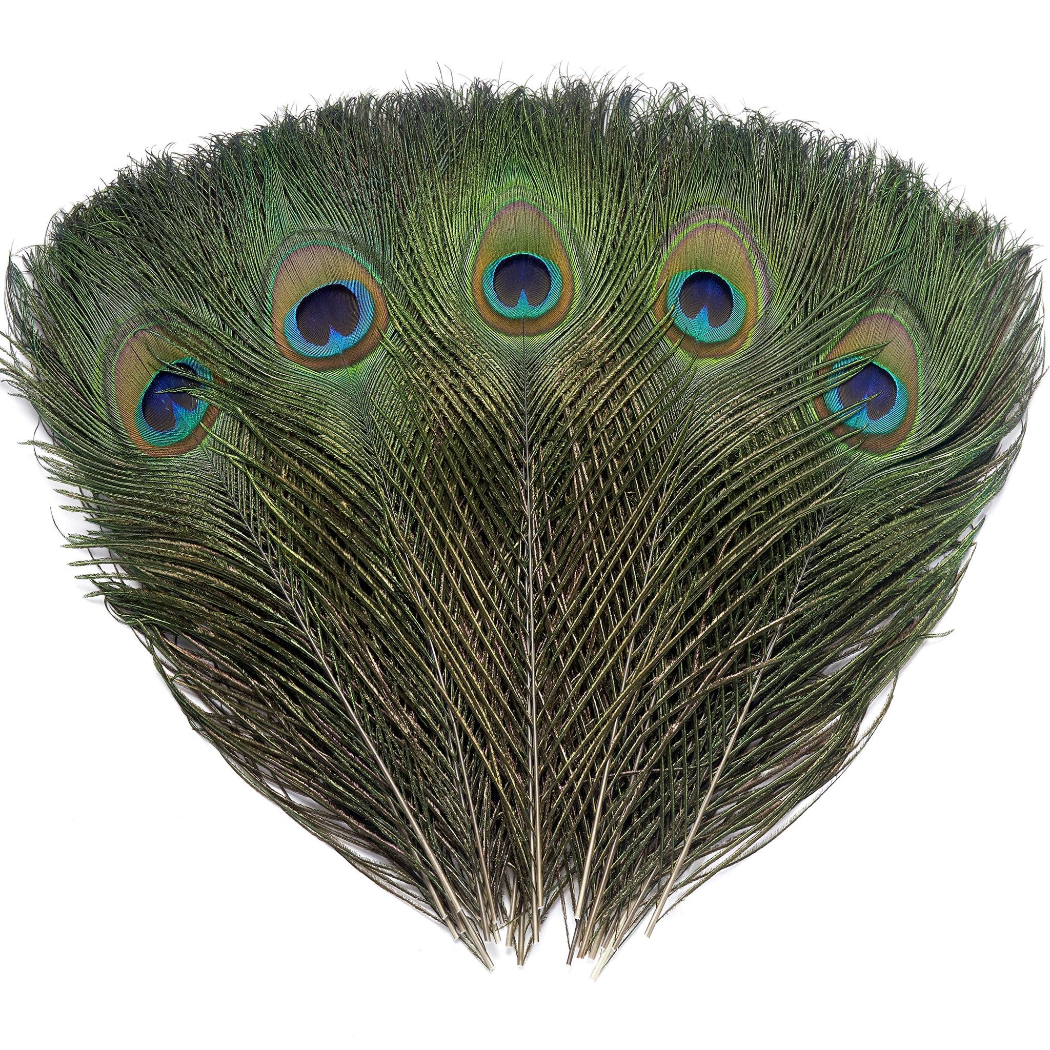 Five natural peacock eye feathers fanned out against a white background, showcasing iridescent green and blue eye spots.