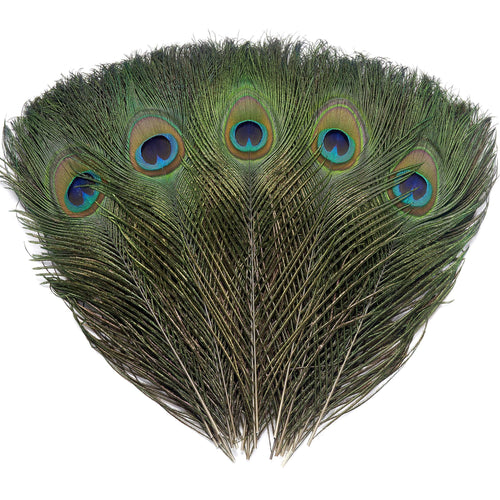 Five natural peacock eye feathers fanned out against a white background, showcasing iridescent green and blue eye spots.