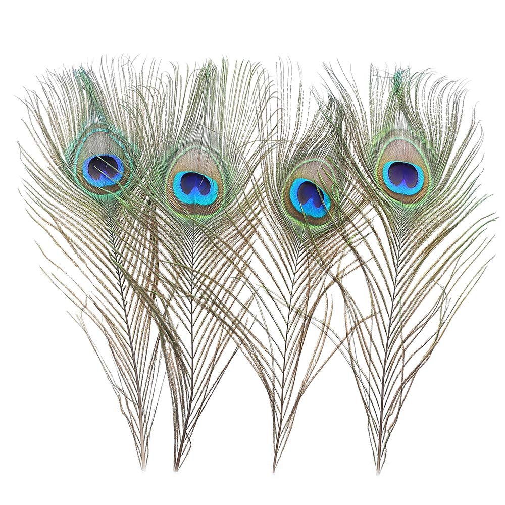 Four natural peacock eye feathers with iridescent blue and green eyes, displayed against a white background.