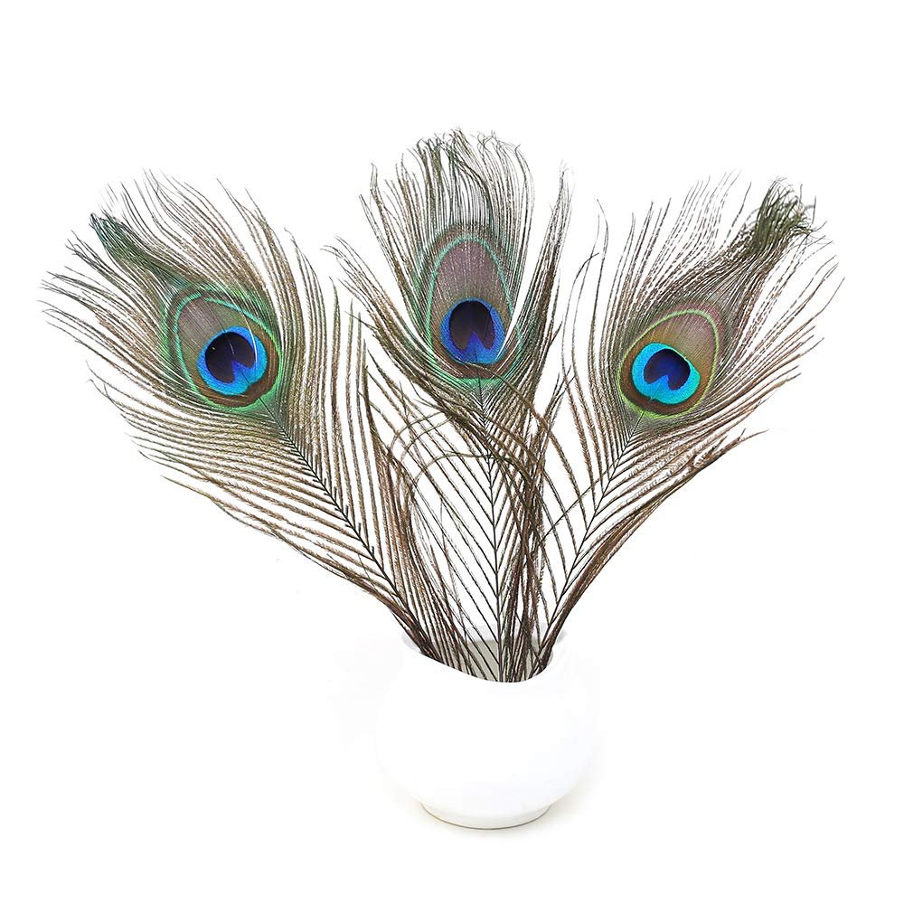Three natural peacock eye feathers arranged in a white vase against a white background.