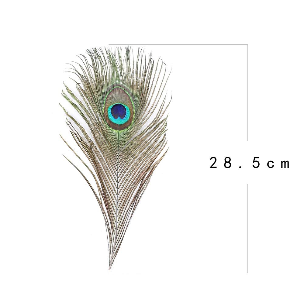 Single peacock feather with iridescent eye detail, shown against a white background with a size indicator.