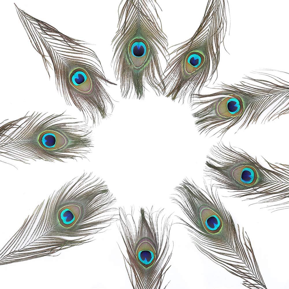 A circular arrangement of 10 natural peacock eye feathers on a white background, showcasing their iridescent blue and green eye spots.