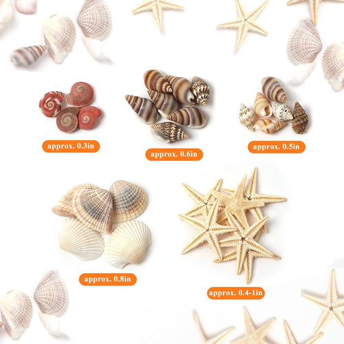 Assortment of natural seashells and starfish with size approximations