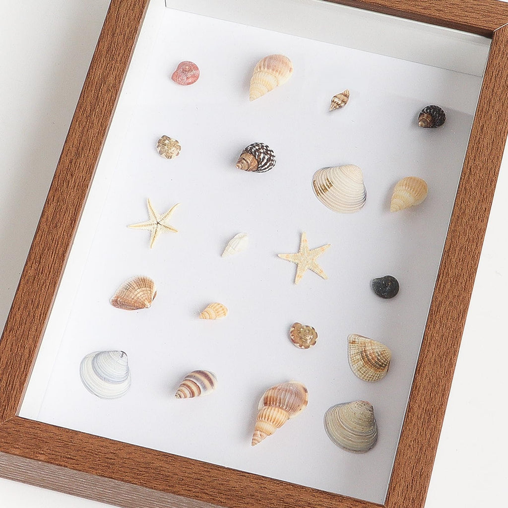 Assortment of natural seashells and starfish arranged in a wooden shadow box frame.